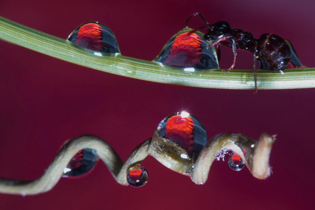 Macro mier die aan een druppel likt fotograaf Aad Vogel